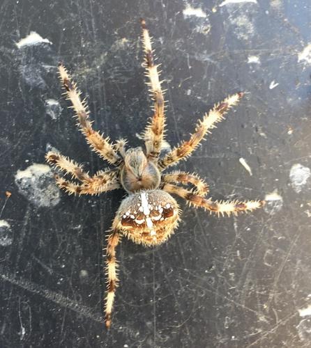 Réf. 191 322 : Araneus pallidus